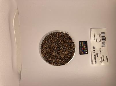 Click for 1 image(s) for this accession. SEED